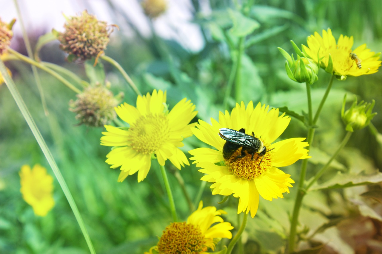 flower closeup garden free photo