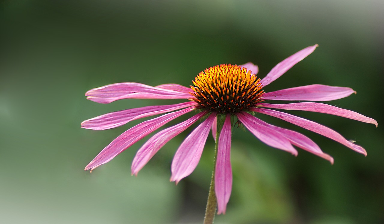 flower blossom bloom free photo