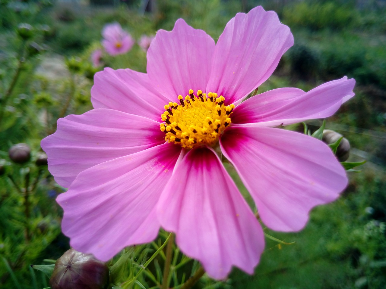 flower rosa garden free photo