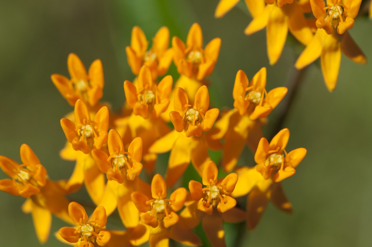 flower milkweed butterfly bush free photo