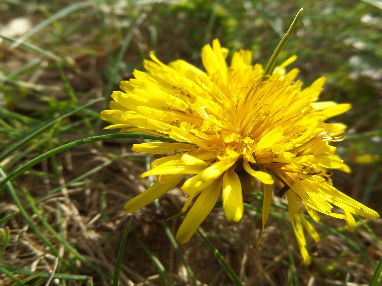 dandelion field flower macro free photo