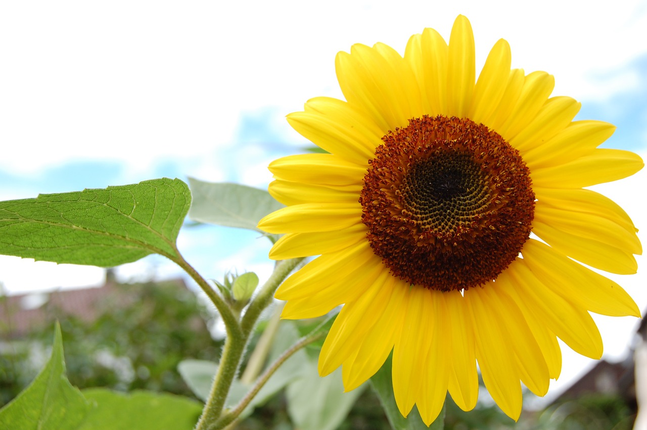 sun flower flower nature free photo