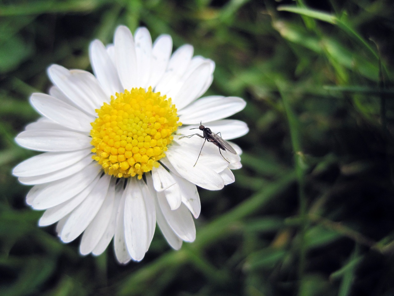 flower daisy mosquito free photo