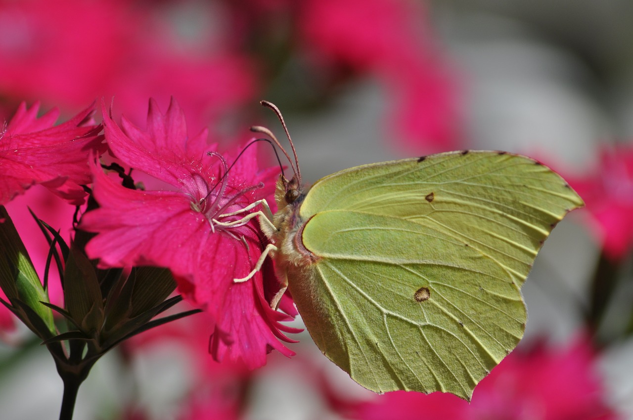 flower butterfly insect free photo