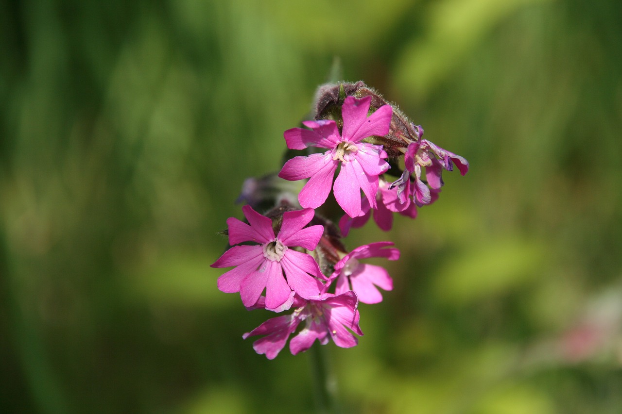 flower green summer free photo