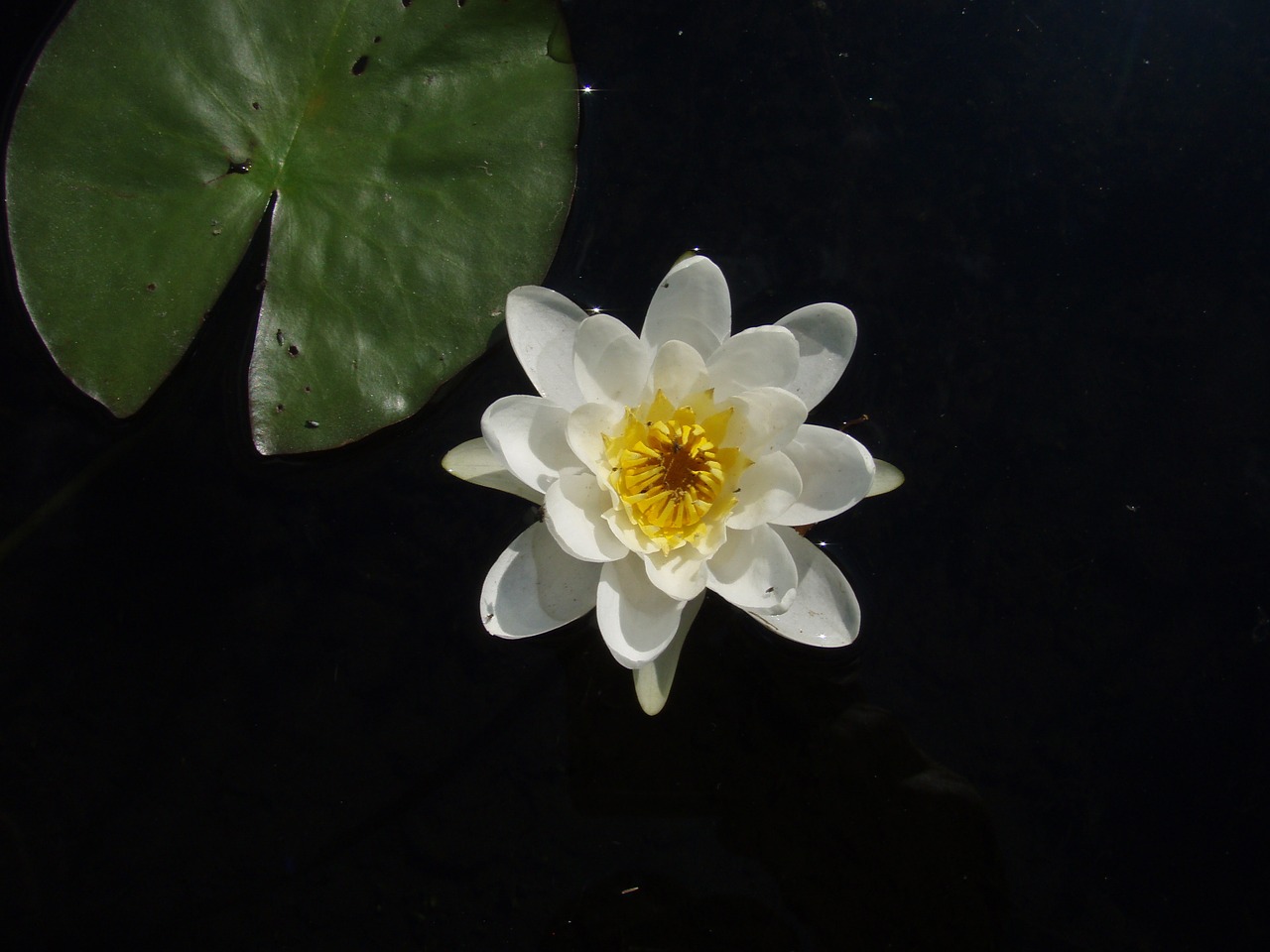 flower green summer free photo