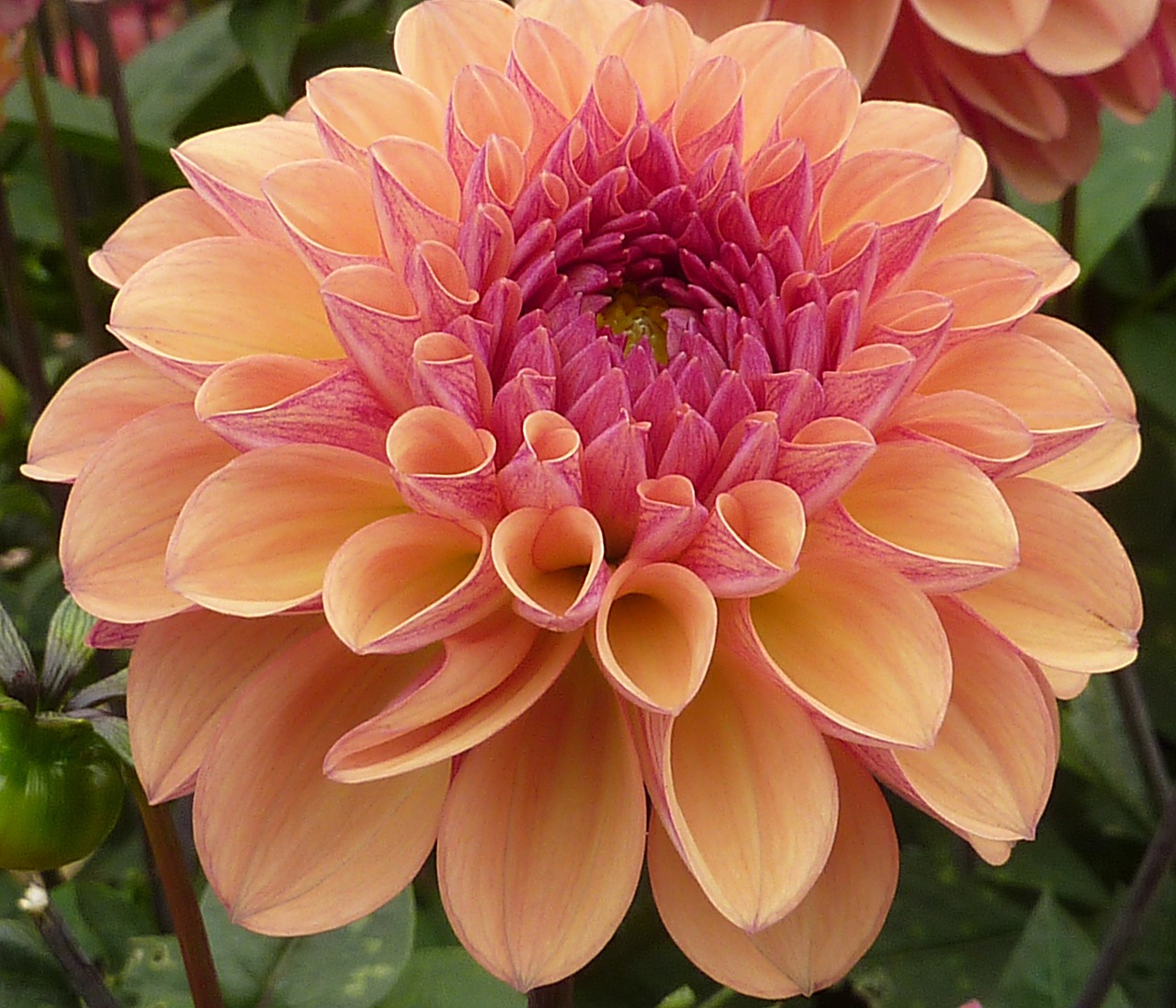 dahlia flower orange free photo