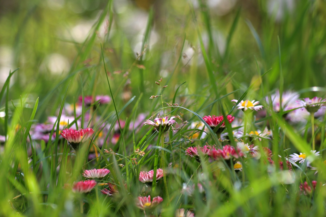 flower grass meadow free photo