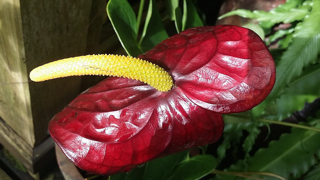 flower red stamen free photo