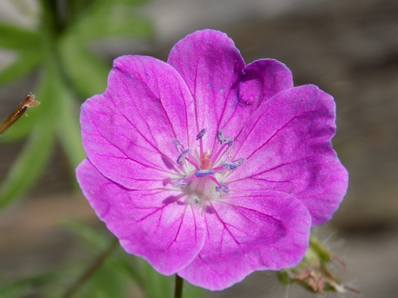 flower nature purple flower free photo