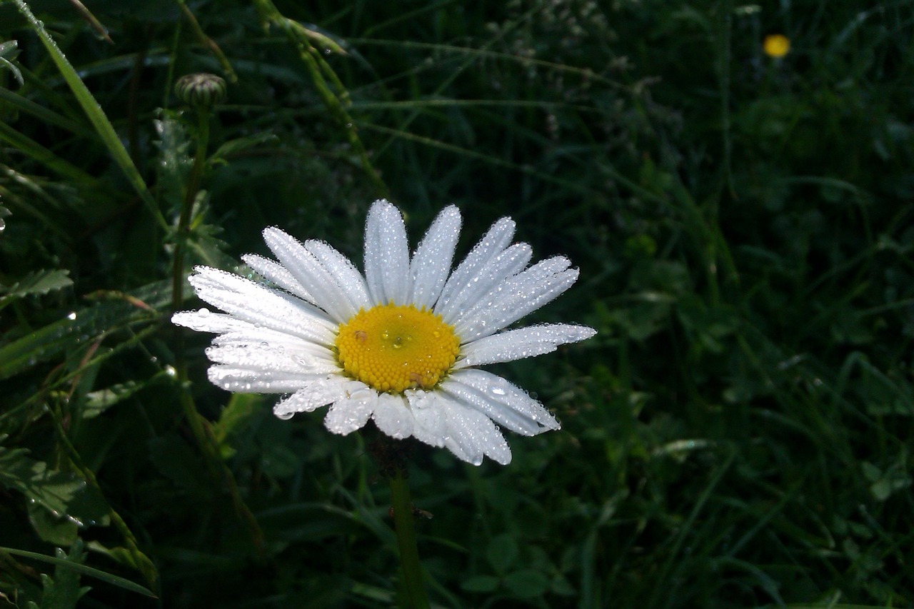 flower blossom bloom free photo