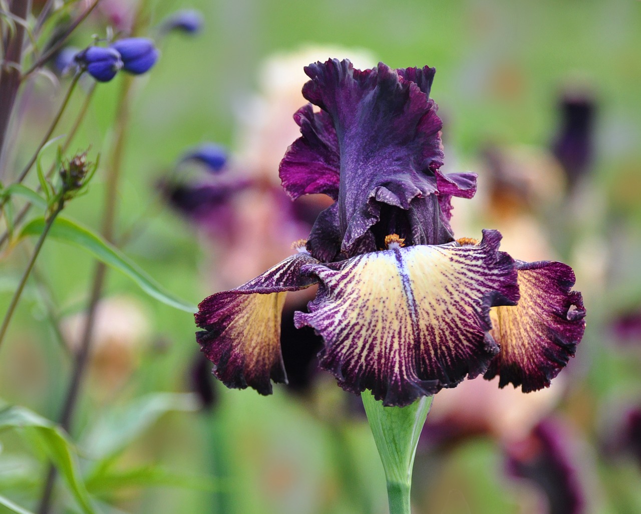 flower iris nature free photo