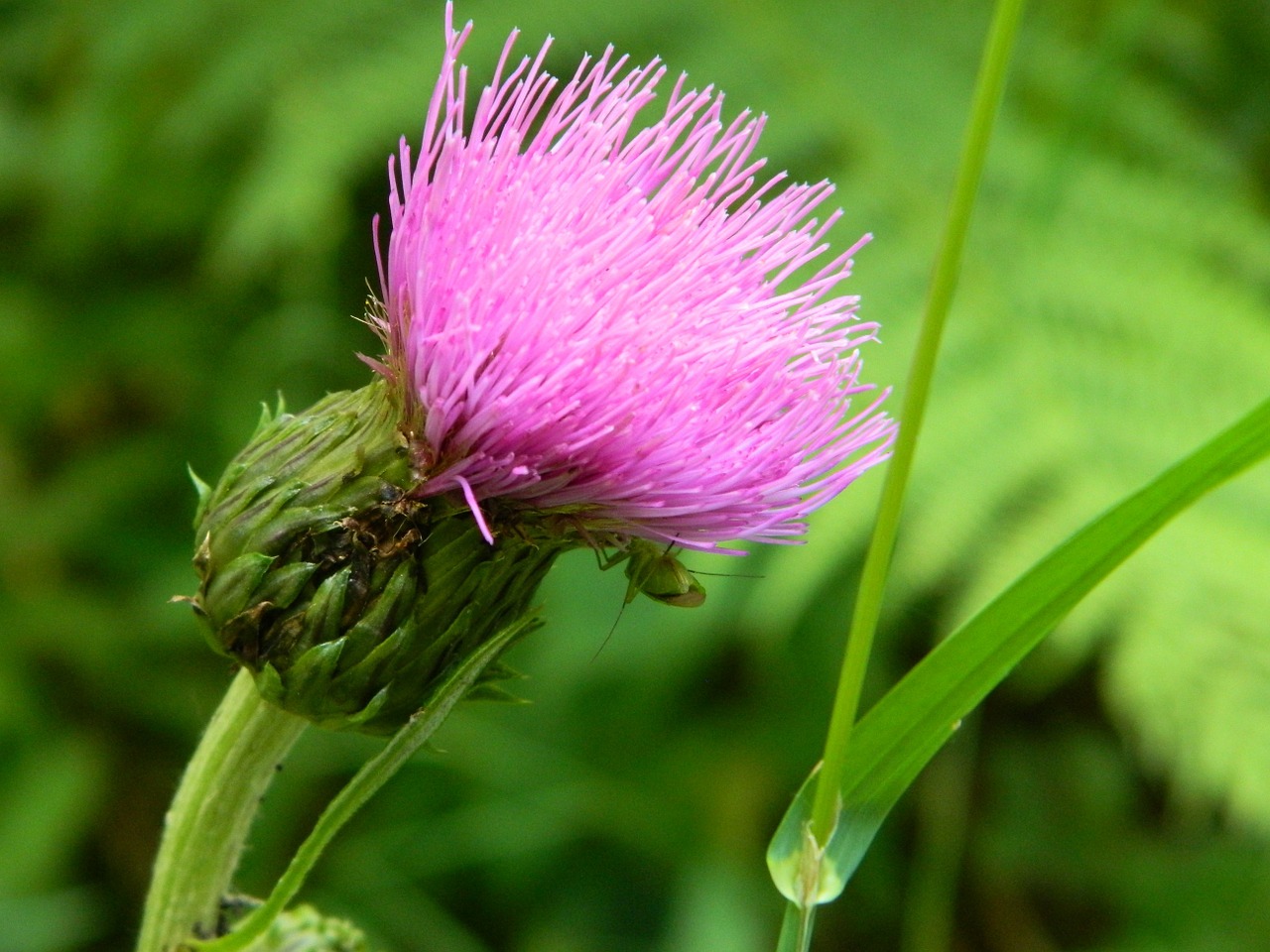 flower thistle green free photo