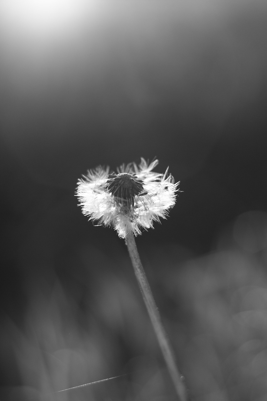 flower dandelion black and white free photo