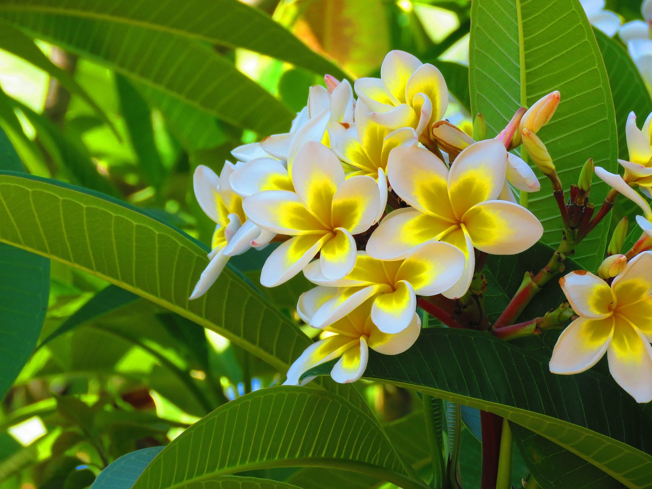 flower tree nature free photo