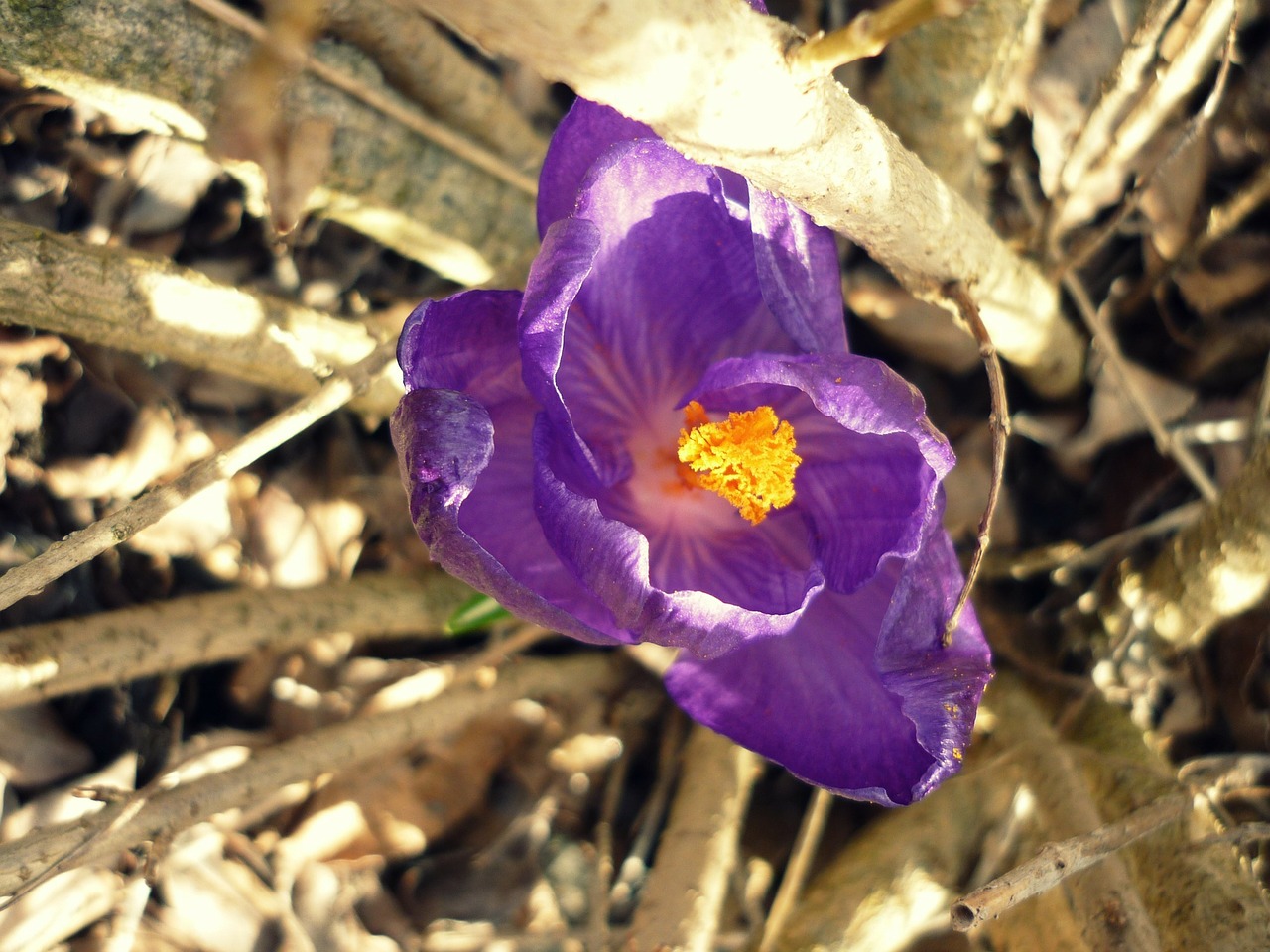 flower purple jakr free photo