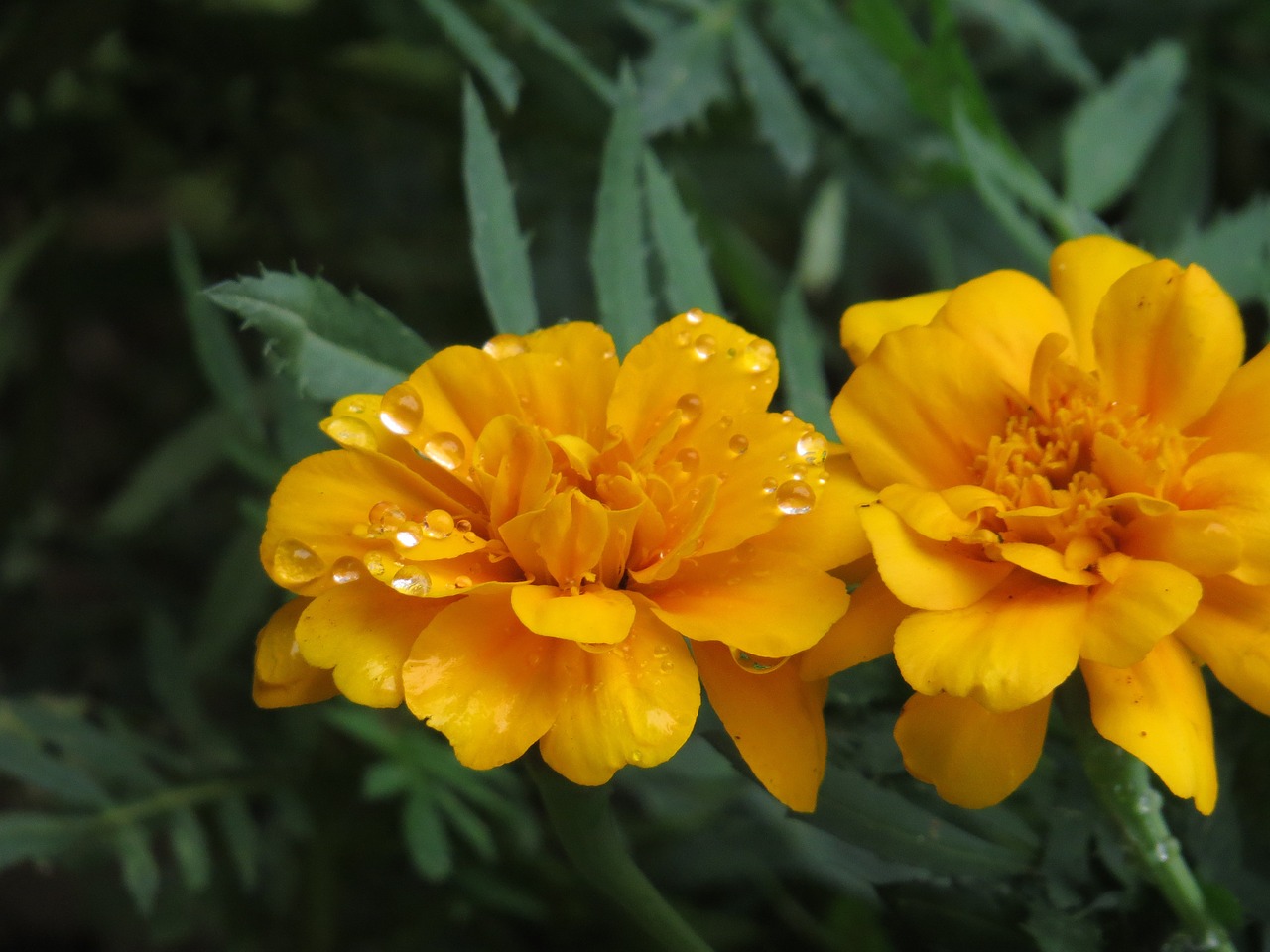 flower orange drop free photo