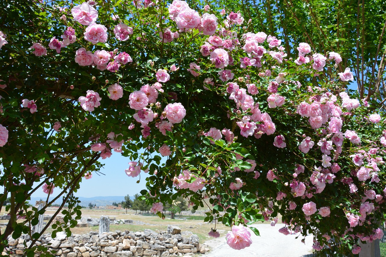 flower landscape decoration bloom free photo