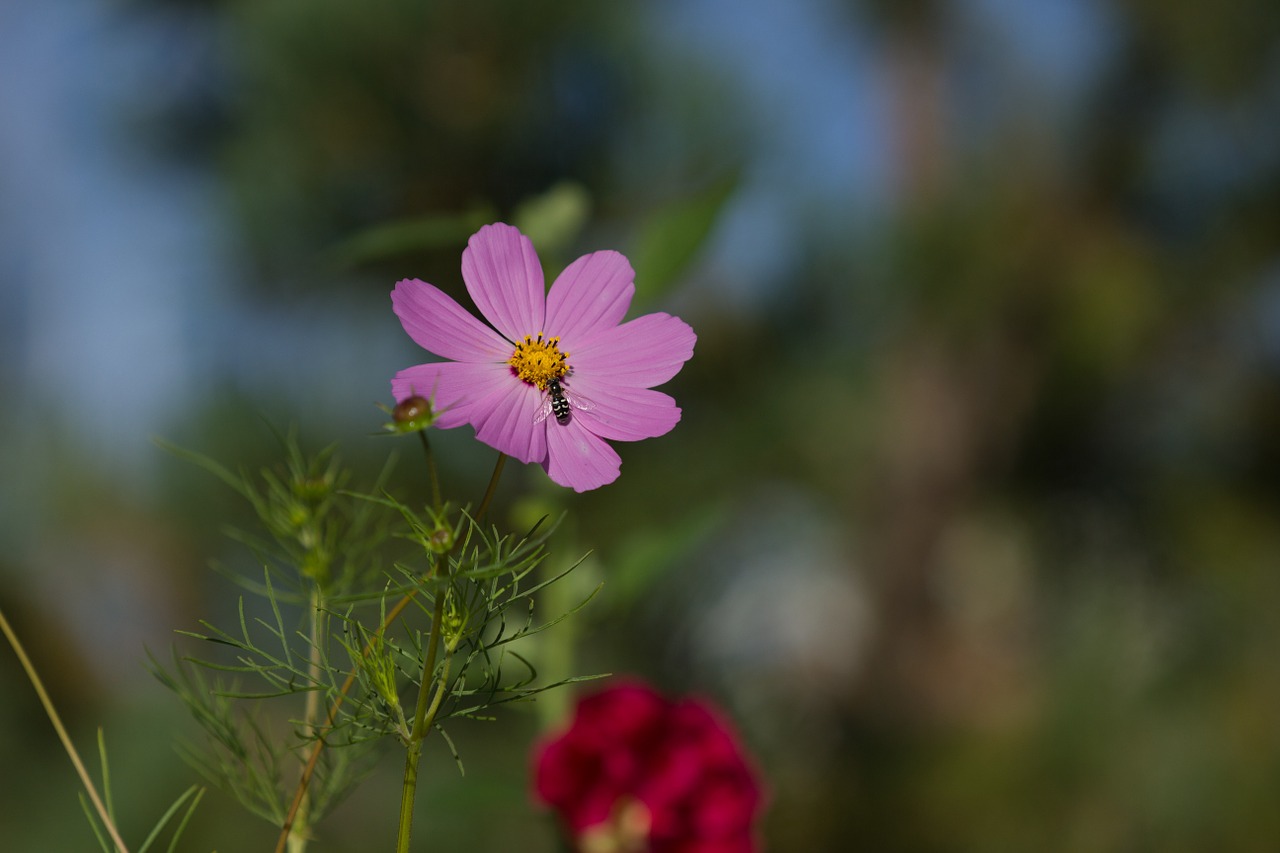 flower bee sunshine free photo