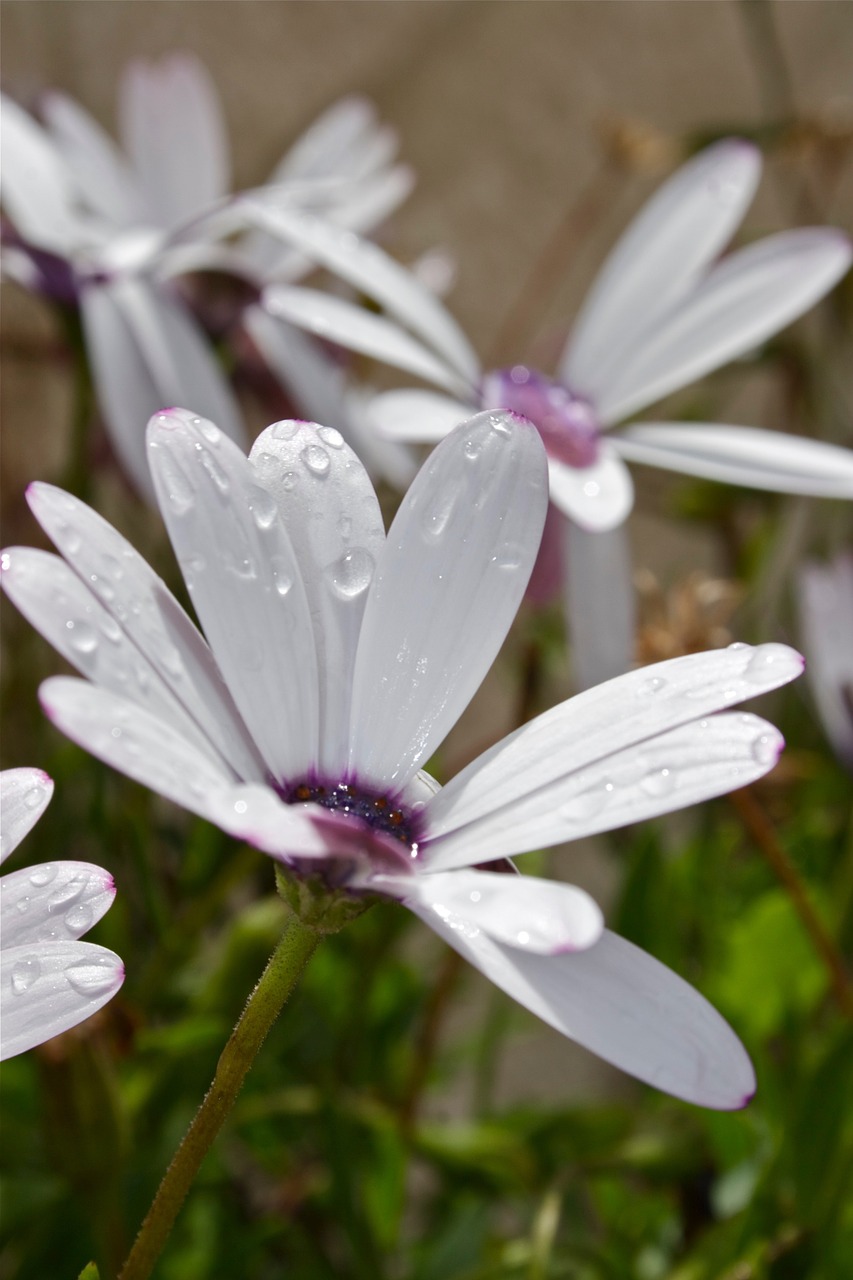 flower daisy flowers free photo