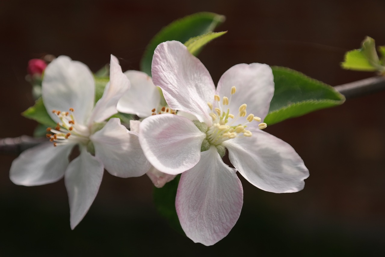 flower macro bloom free photo