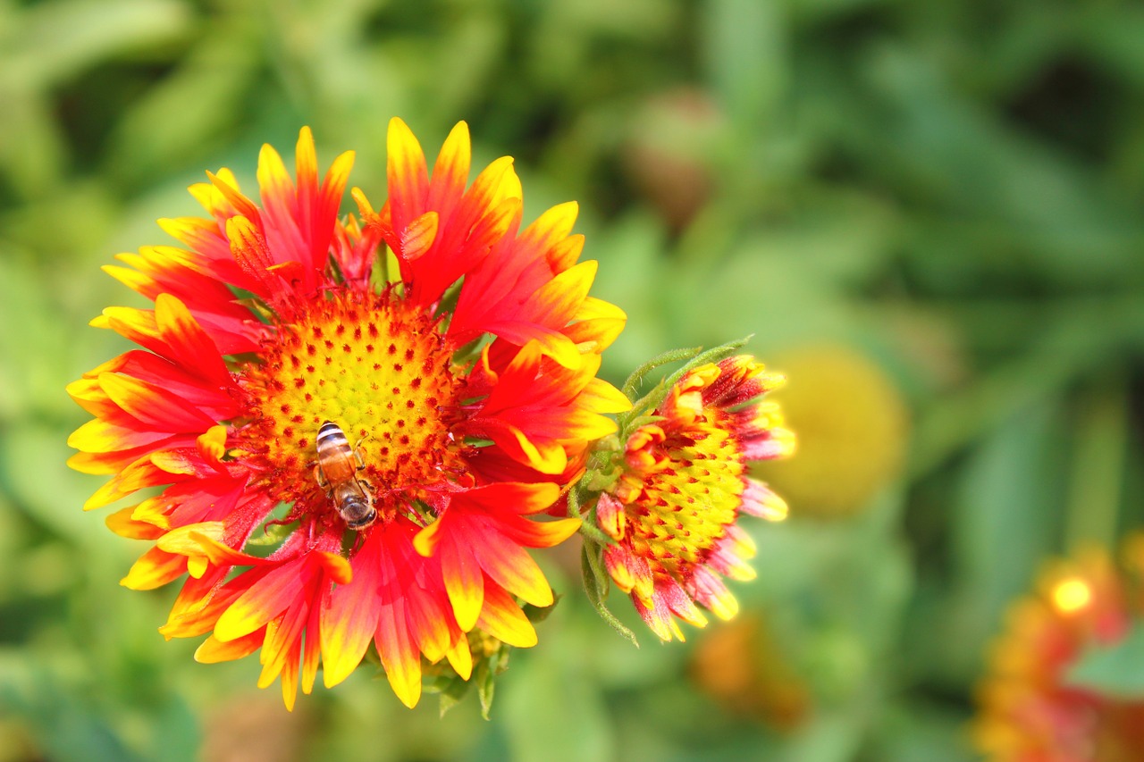 flower closeup bee free photo