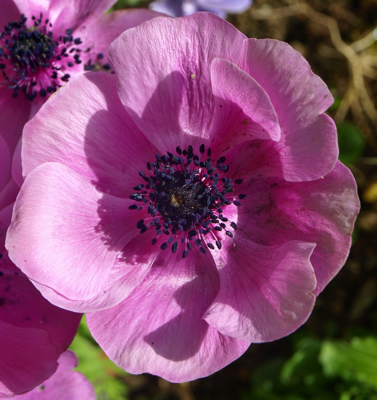 flower light nature free photo