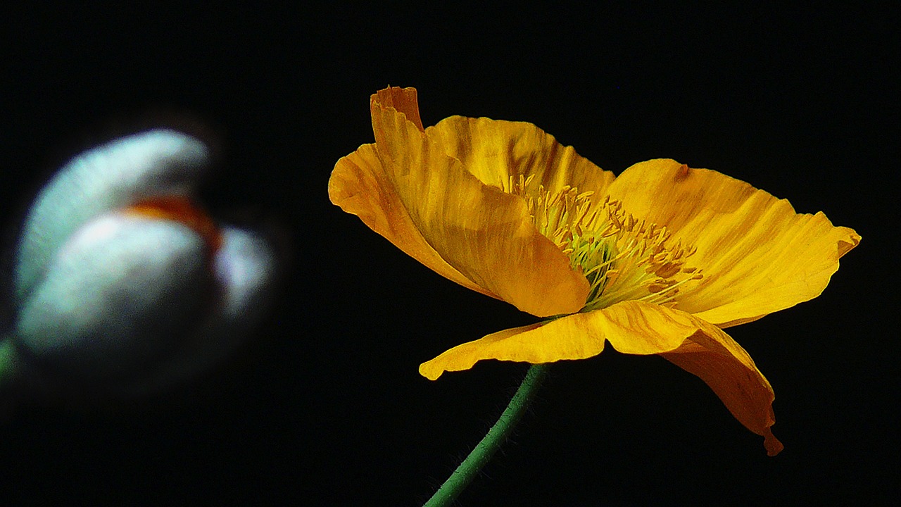 flower blossom bloom free photo