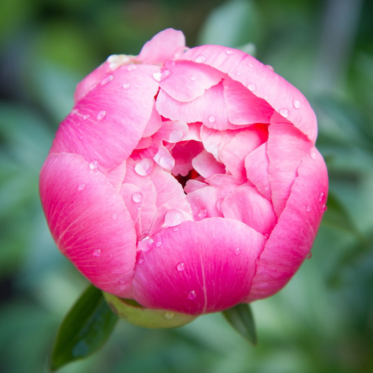 flower the peony red free photo