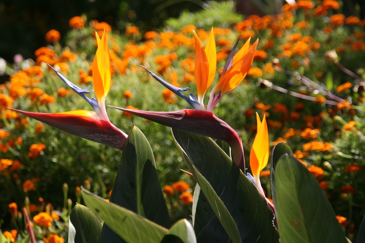 flower tropical flower bird of paradise free photo