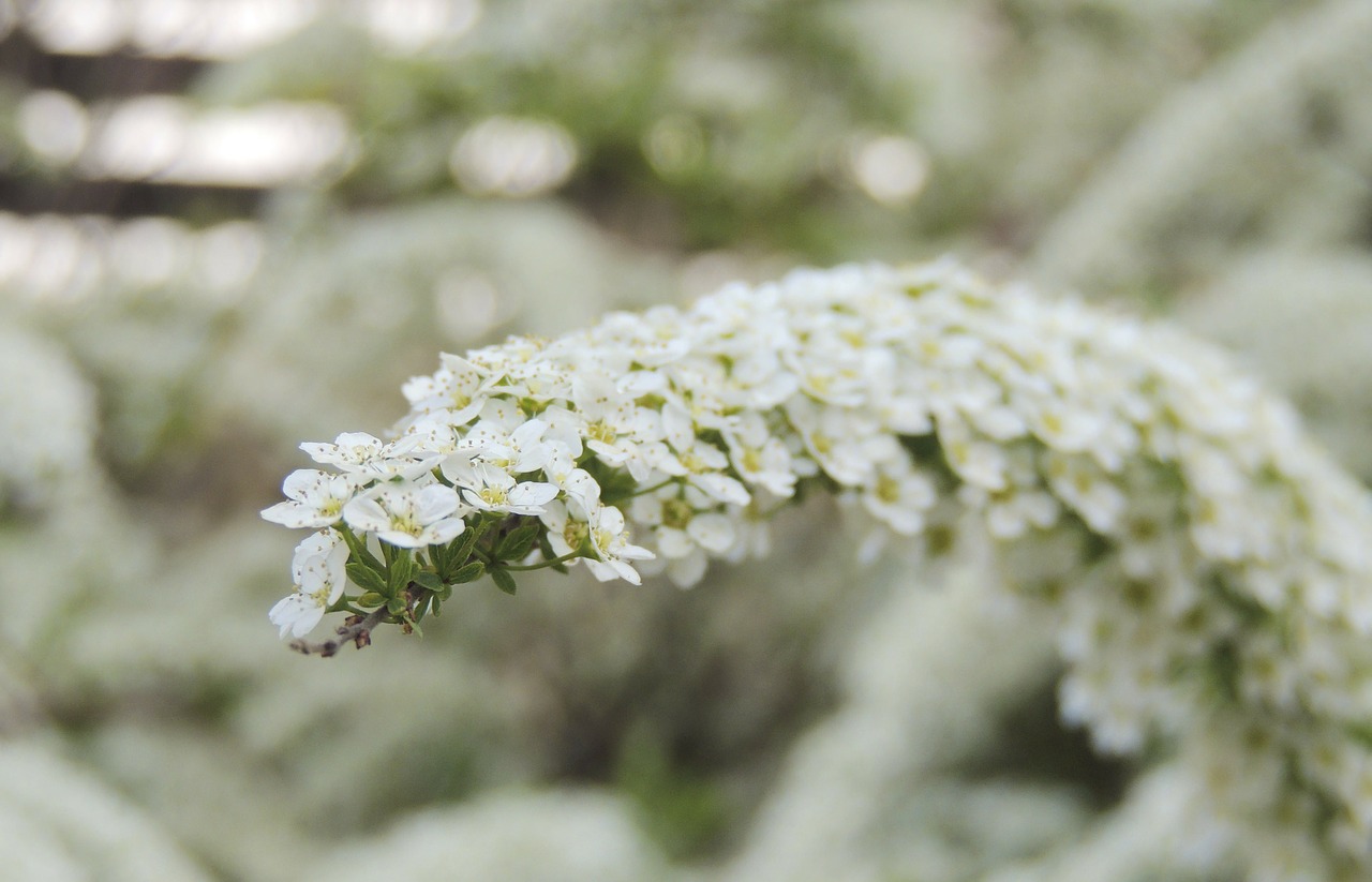 blossom bloom bush free photo