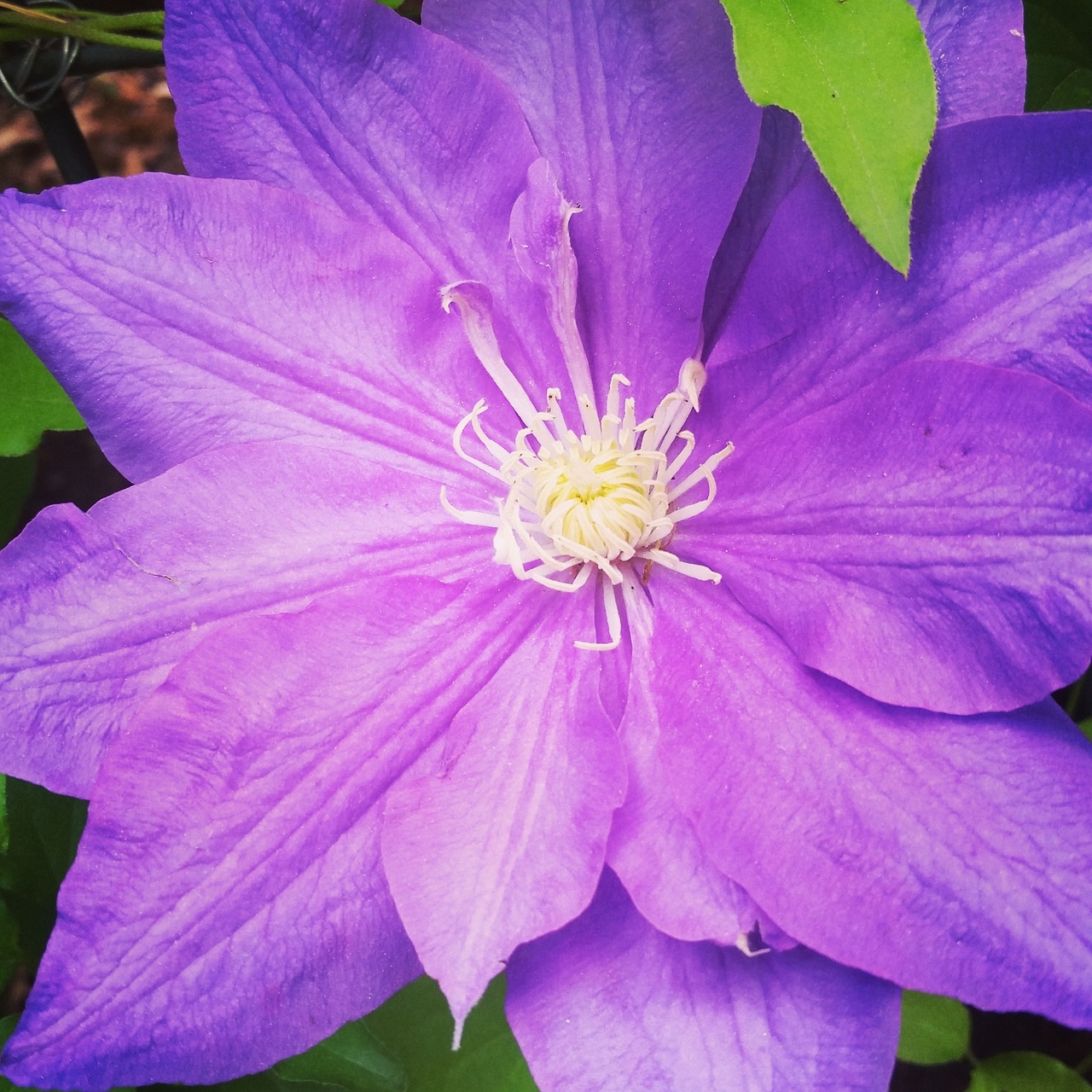 flower dahlia purple free photo