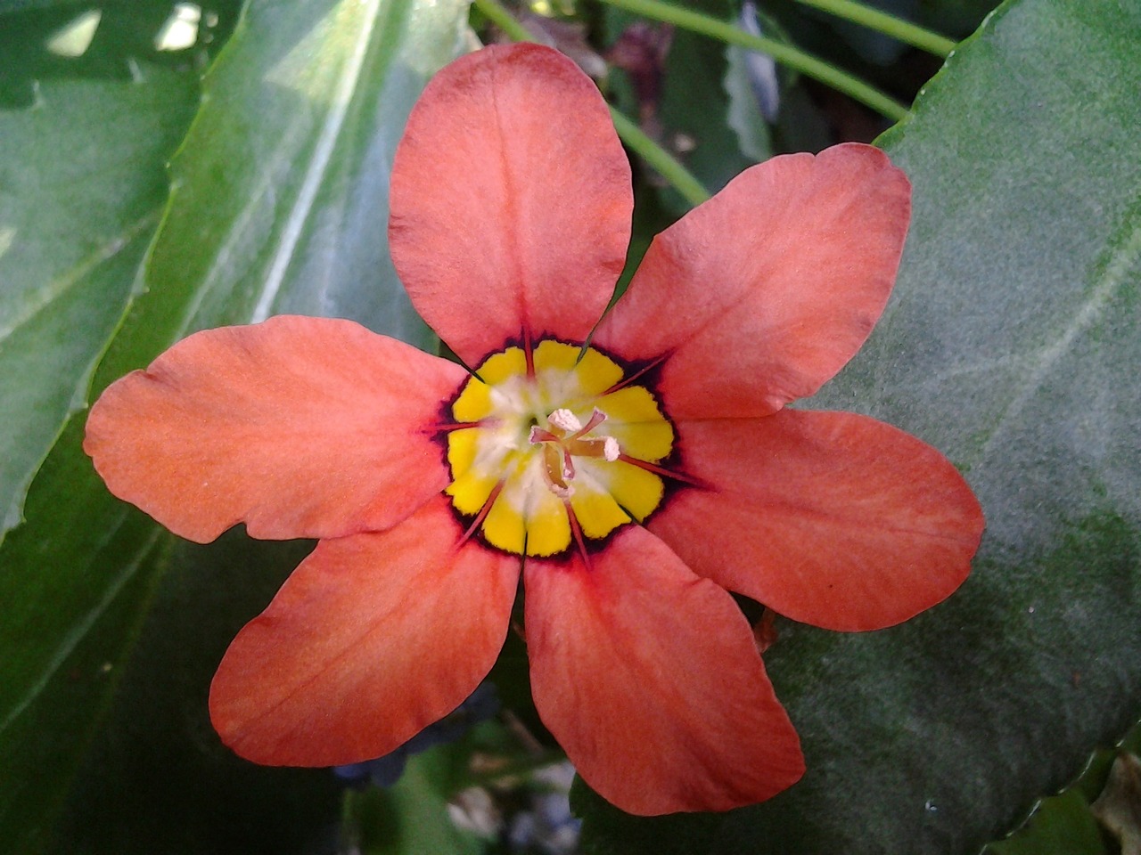 flower orange orange flower free photo