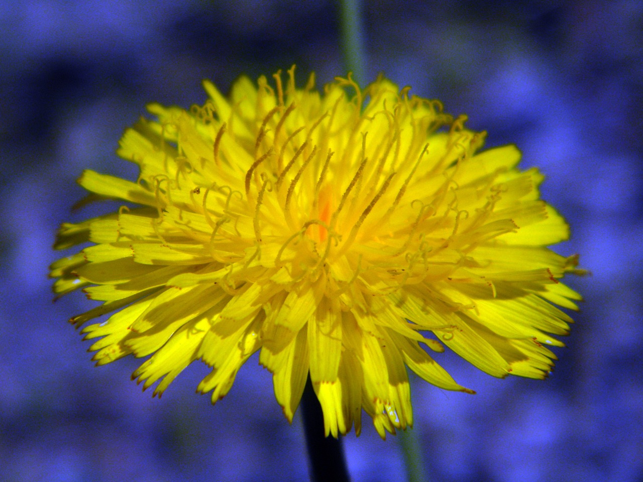 flower yellow flower flora free photo