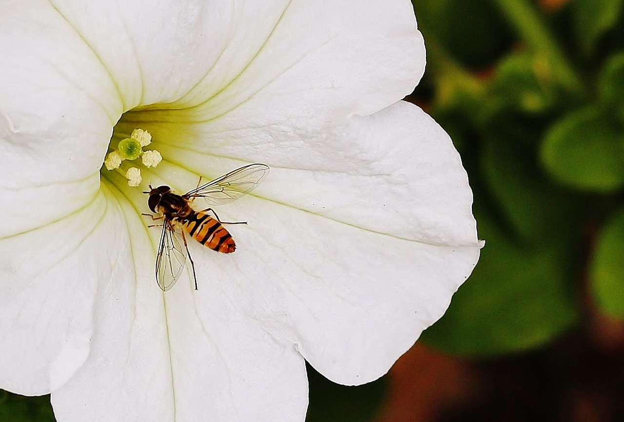flower hover fly fly free photo