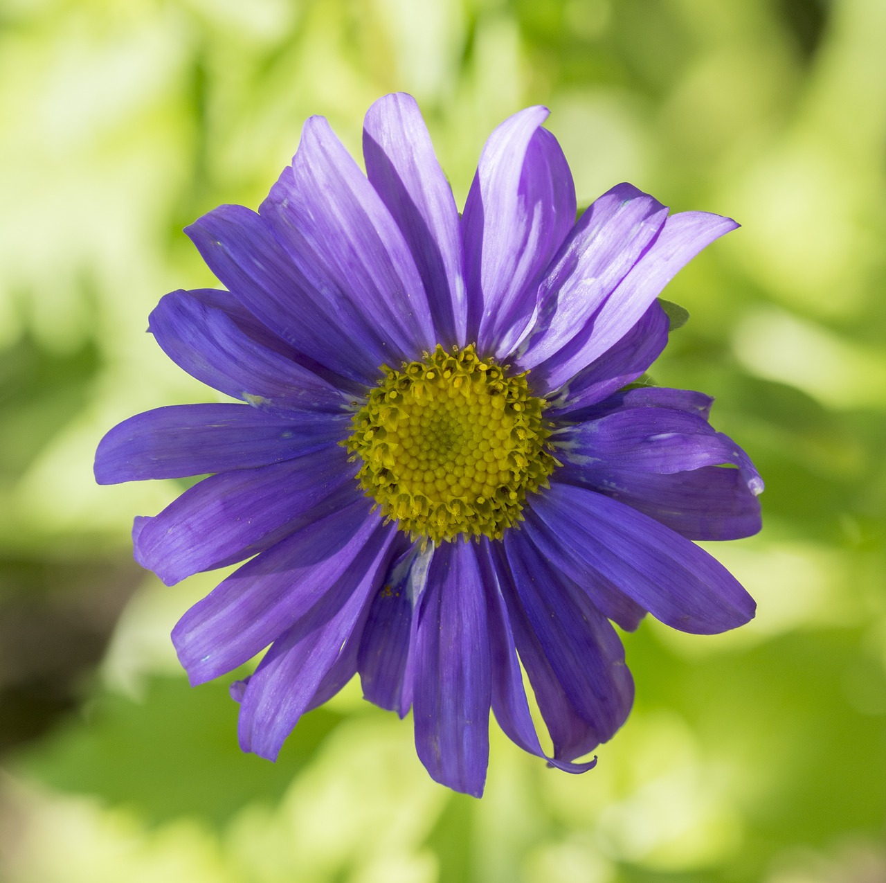 aster flower plant free photo