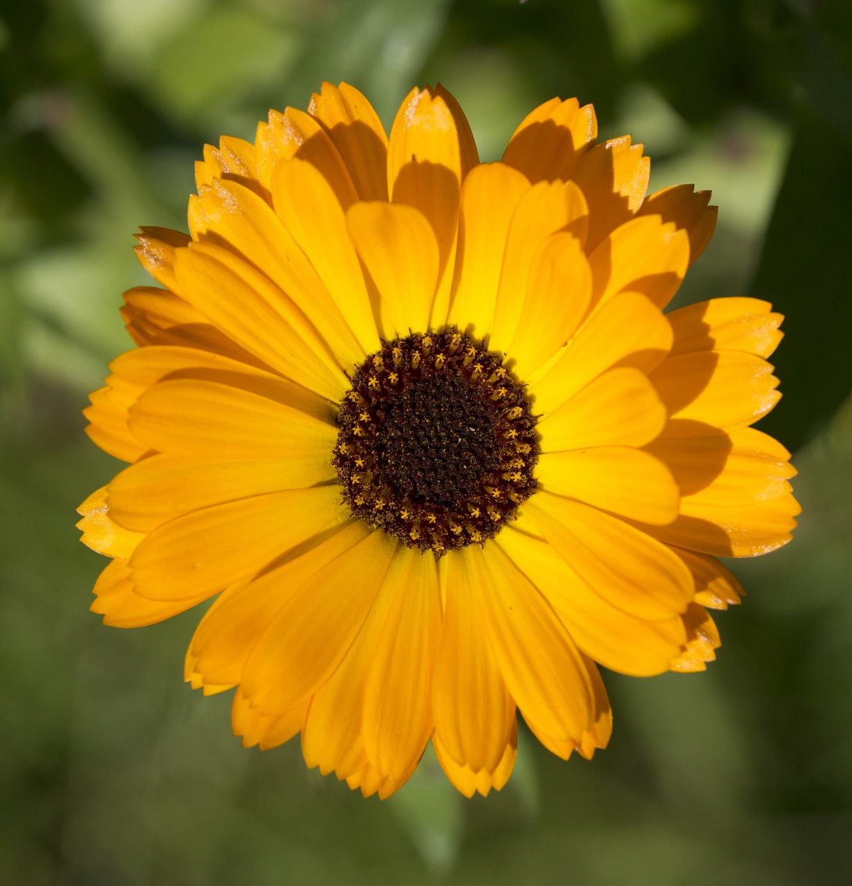 calendula flower orange free photo