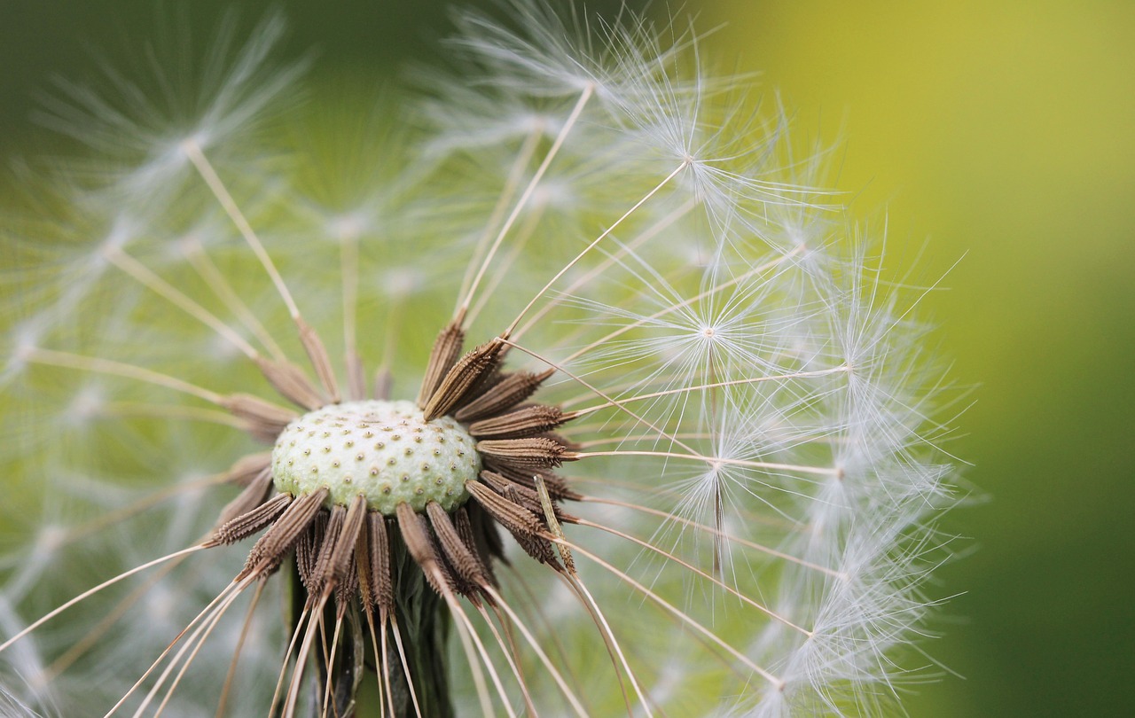 flower nature meadow garden free photo