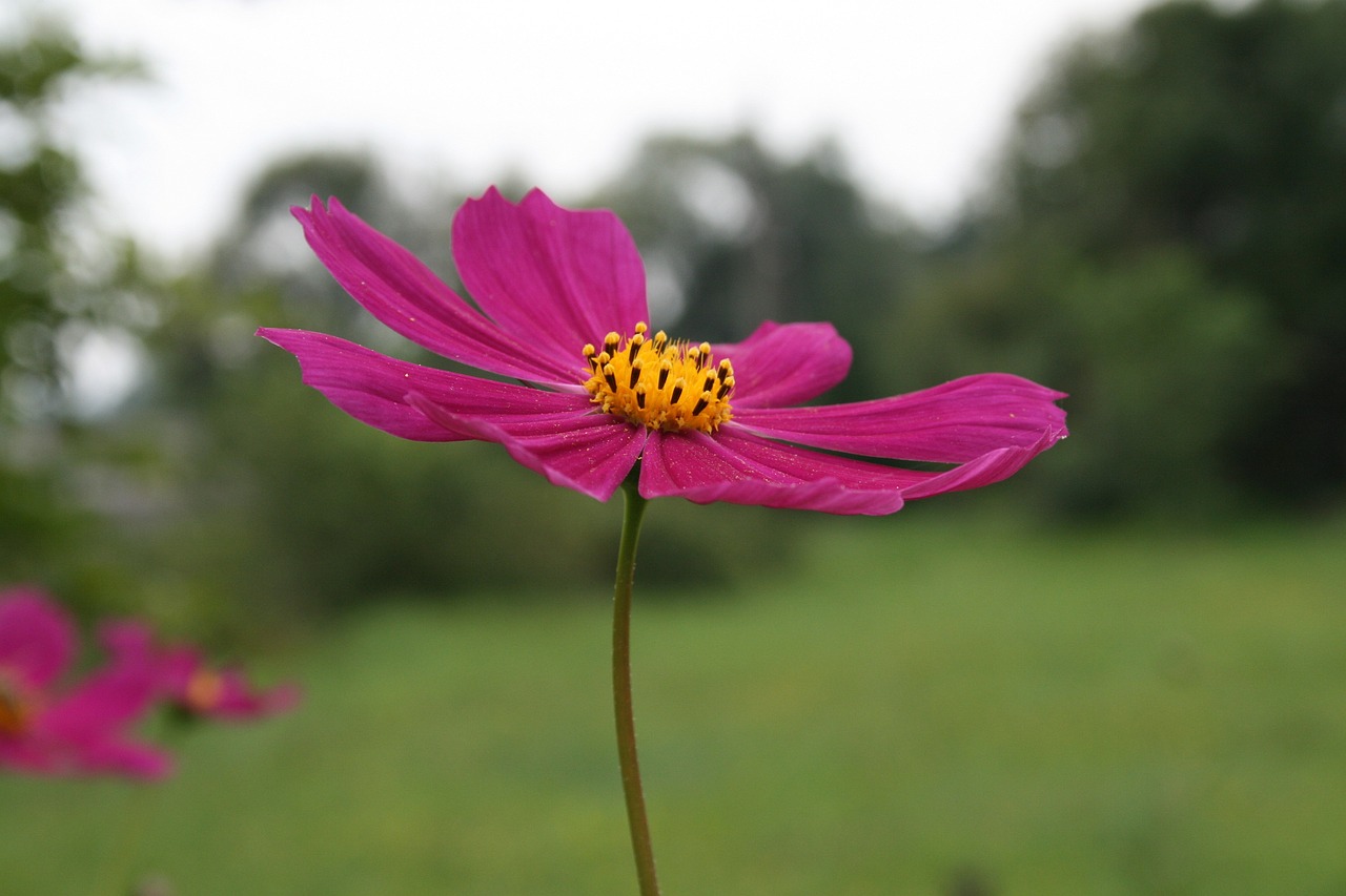 flower plant garden free photo