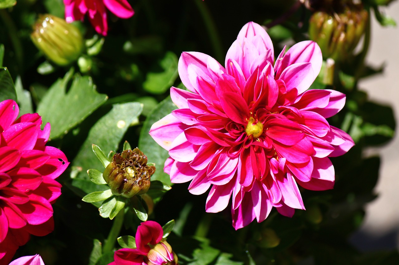 flower pink nature free photo