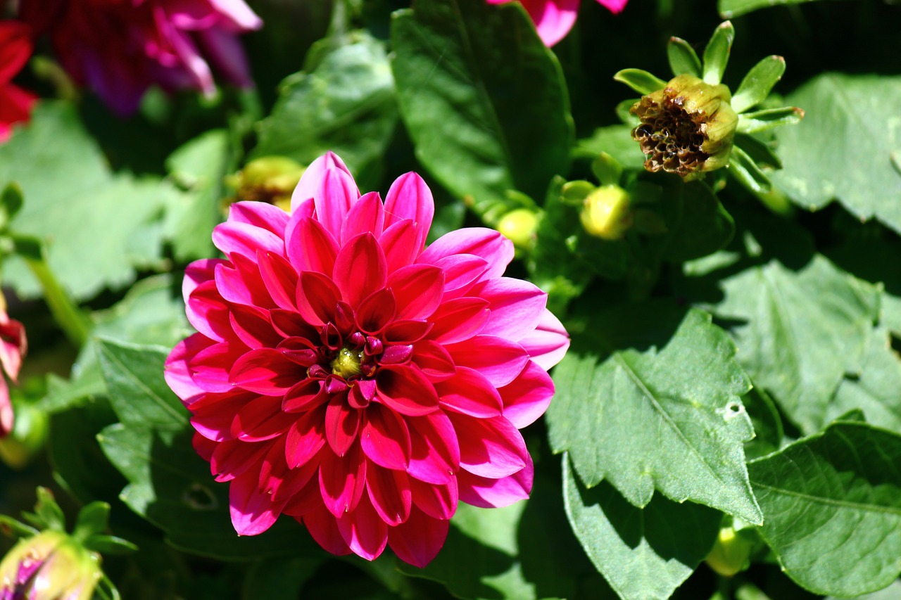 flower pink nature free photo