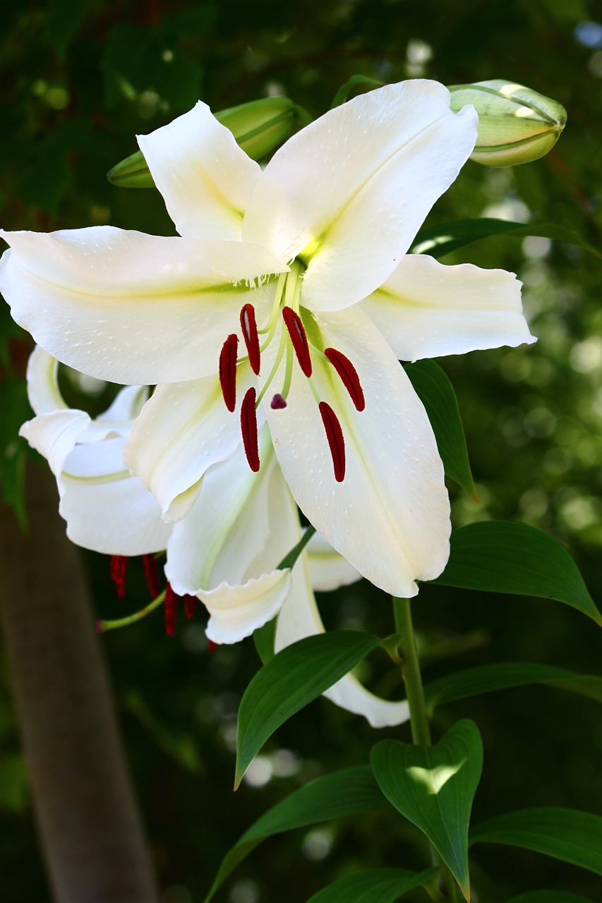 flower white lily free photo