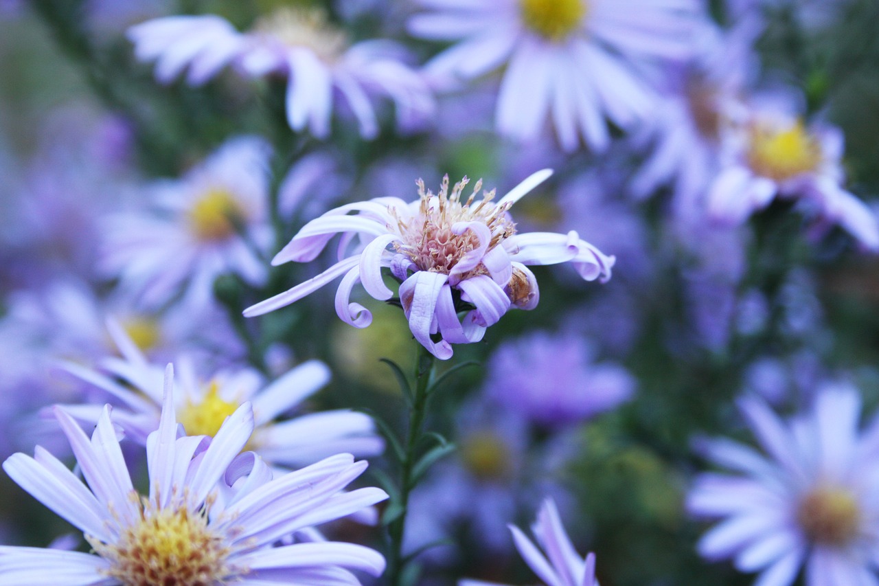 flower purple blossom free photo