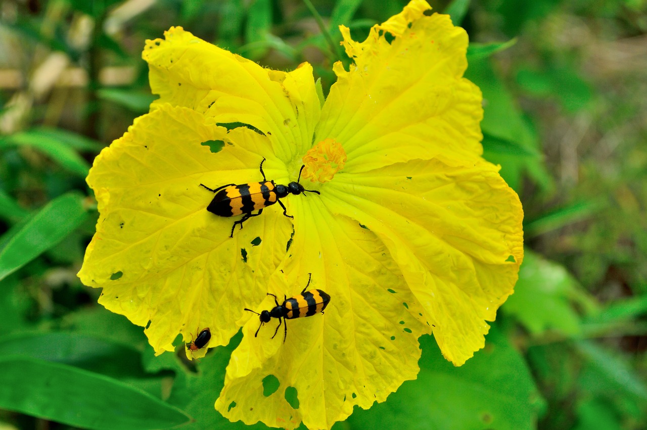 flower spanish fly luffa cylindrica free photo