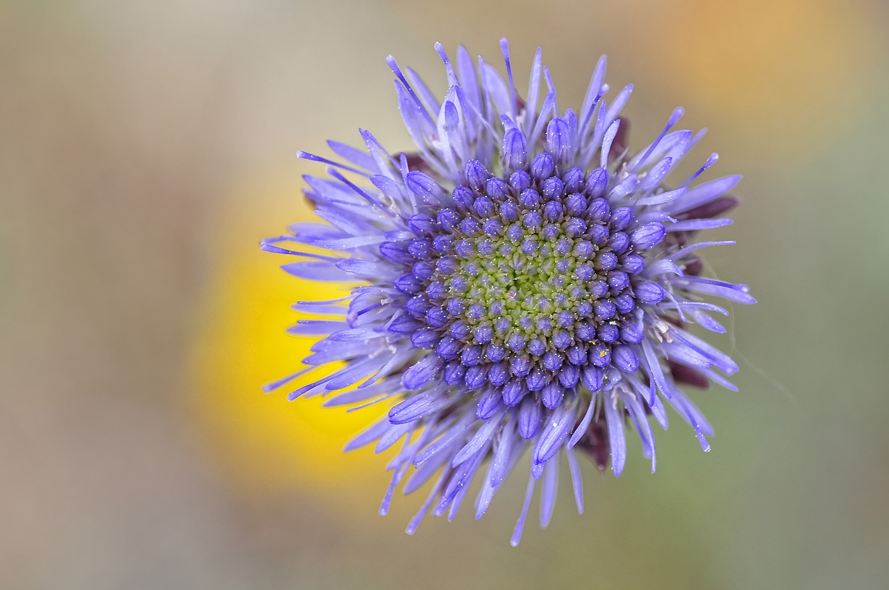 flower macro nature free photo