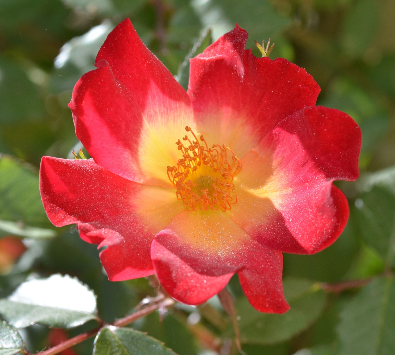 flower red summer free photo