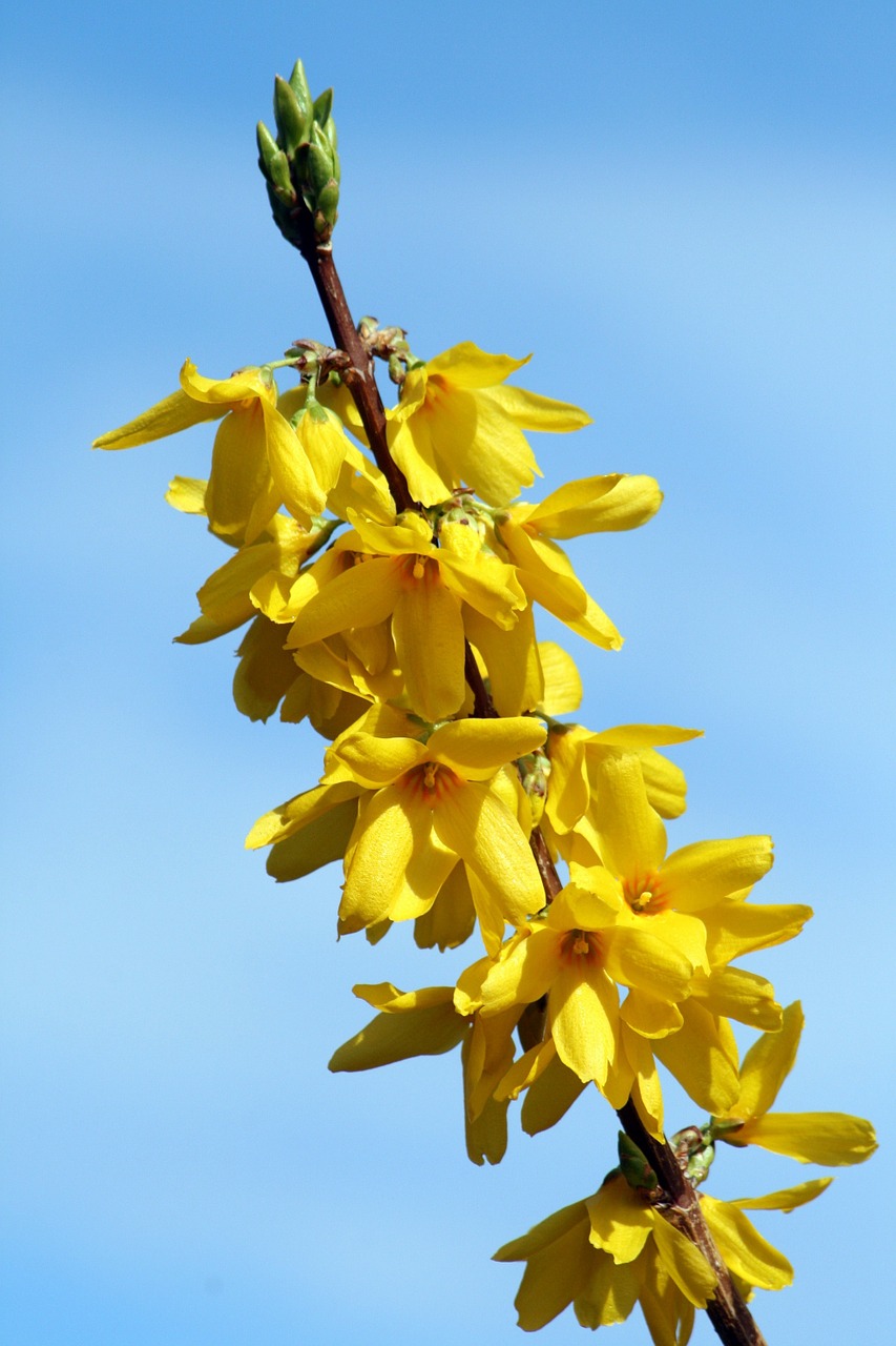 flower yellow bush free photo