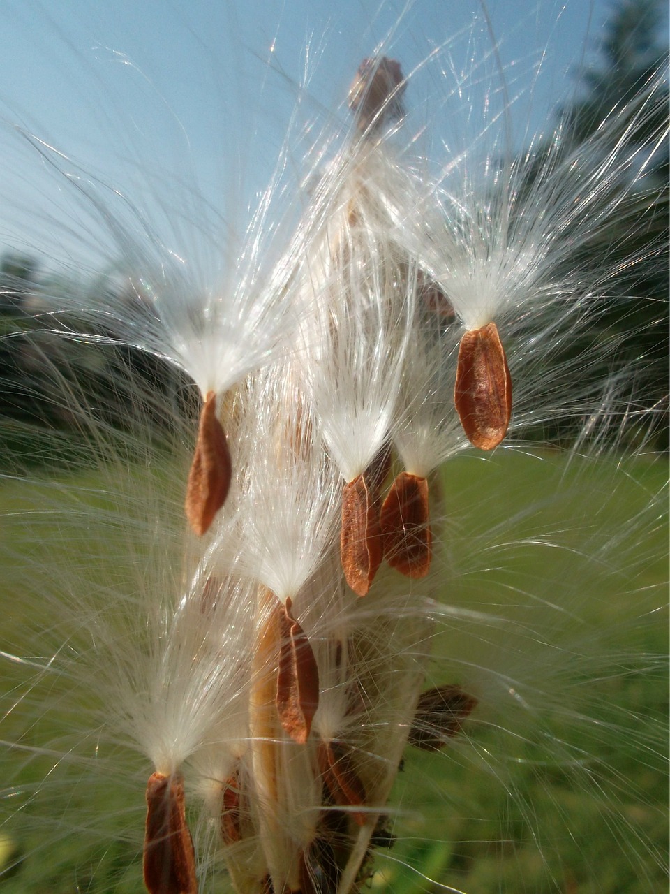 flower milkweeds silky free photo