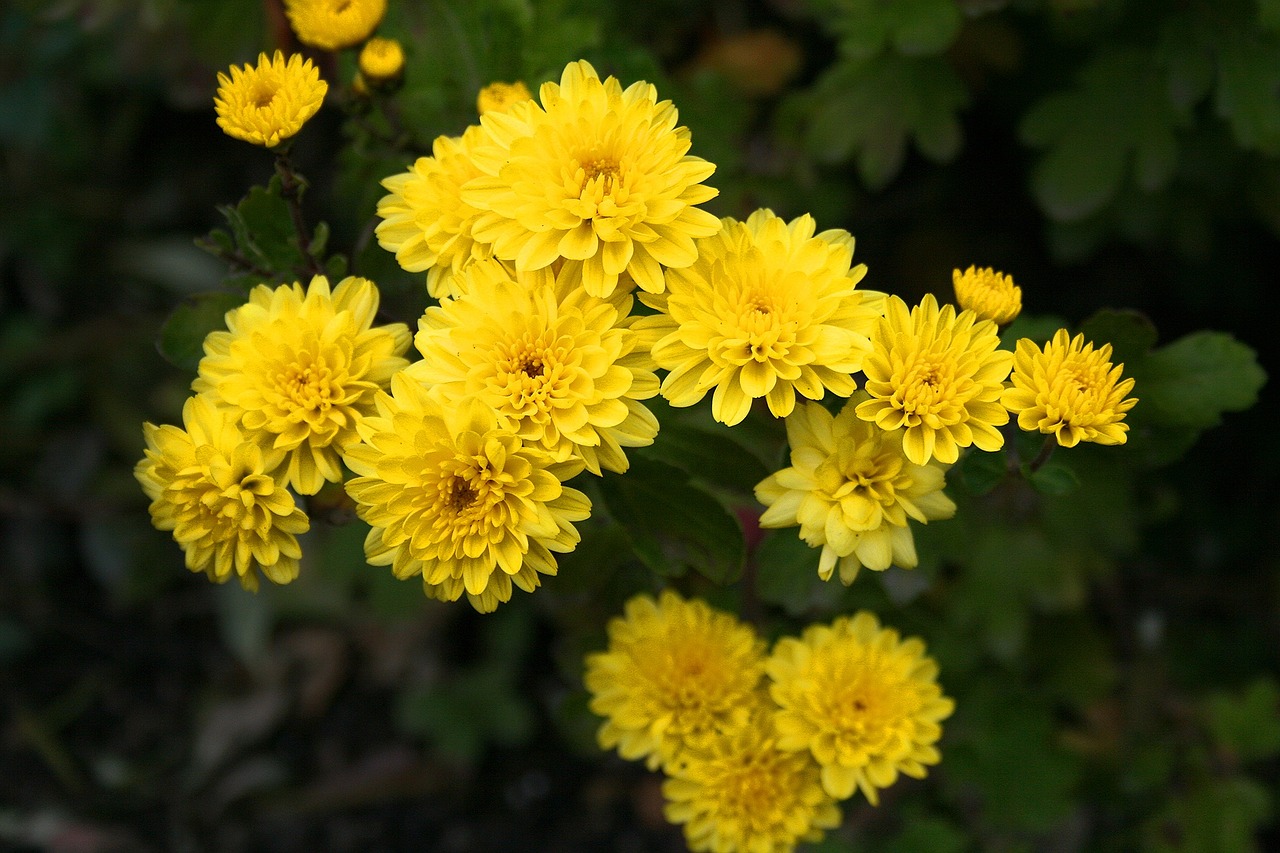 flower garden yellow free photo