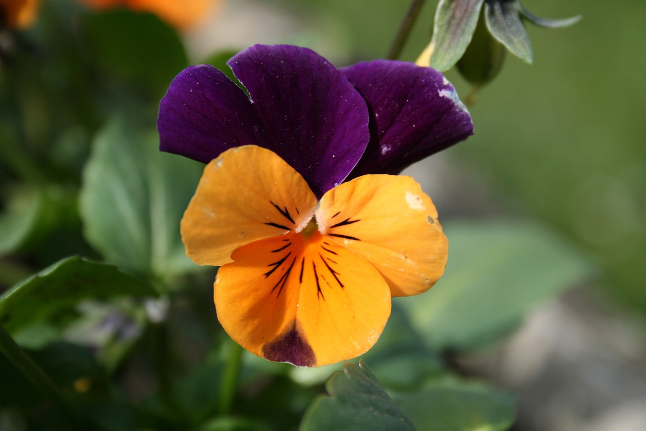 flower garden yellow free photo